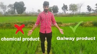 How to Use G sea Powar Kishan  Galway Krisham Products Best Result