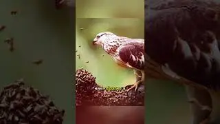 Медовый канюк - страшная мечта ос! 🐝🦅😱#наука #научныефакты #факты #шорты #бузард