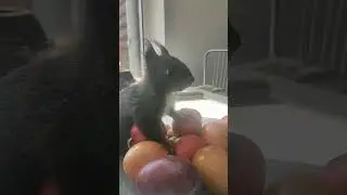 Белки Нюша и Ксюша - С Пасхой 🥚 🍥🥚🧁🥚🍩🥚