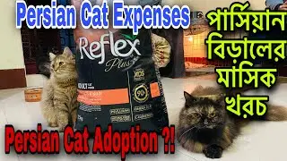 Persian Cat Expenses | পার্সিয়ান বিড়ালের মাসিক খরচ | Monthly Expenses Of A Persian Cat | Catfood