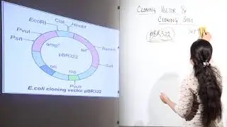 CBSE l CLASS 12 l BIOLOGY l Biotechnology l Biotech Principles & Processes l cloning sites pBR 6