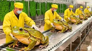 Inside a Frog Leather Factory: How Frogs Are Turned into Luxury Wallets (Full Process)
