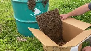 First swarm