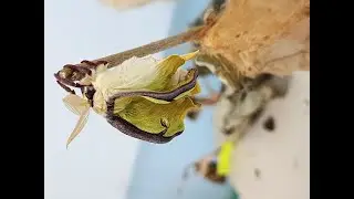 Luna Silky Moth emerging May 21 2023