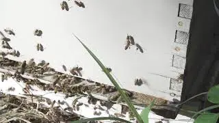 bees : Free Stock Video Footage