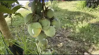 Great Mango But Tree Has Issues