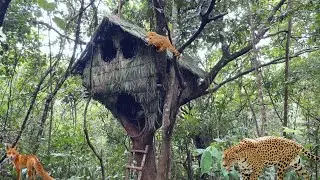 3 DIAS NA MATA CONSTRUINDO um ABRIGO SUSPENSO cercado de Animais . 
