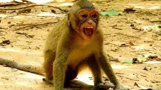 Top cry ! teenager monkey cry loud request milk mom, Brinn weans milk poor little monkey