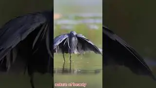 black heron bird