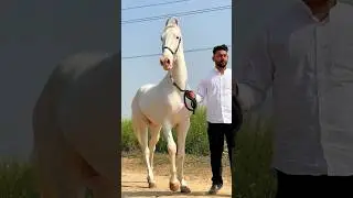 Btao Ab Kitni Hai Keemat ?