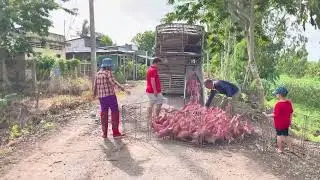 Shocking Secret Revealed! Get Rich Fast Raising Ducks by Boat & Truck Method 🦆💸 | Farm Life TV