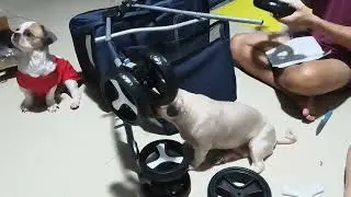 Unboxing Dog Stroller | Lazada