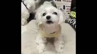 Maltese Dog Barking and Doing Tricks Compilation 2017