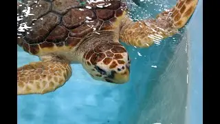 Sea Turtle Week: Happy World Sea Turtle Day
