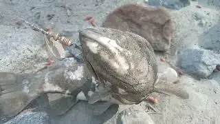 Dhamak jeel Trout King River short video_pakistan_ Waseem