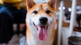 How to Choose the Right Dog Food for Your Shiba Inu