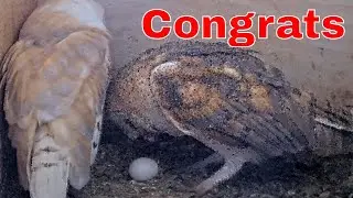 Congrats! 🦉 First Barn Owl Egg of 2026 Is Here