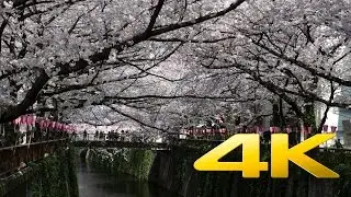 Tokyo Nakameguro Cherry Blossom - 中目黒のさくら - 4K Ultra HD