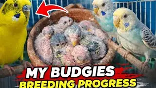 Budgies breeding at home in small cage 🦜. #budgiesbreedingprogress #budgie #budgielove #birds #pets 