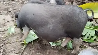 Banana leaf is my snack food of wild boars... They like eat the leaf..