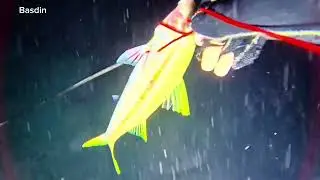 Berburu ikan saat malam hari 