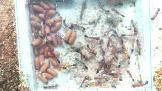 Harpegnathos saltator | Liebig Lab | ASU SIRG | 2025-12-29