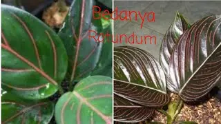 CARA MEMBEDAKAN ROTUNDUM TIGER DENGAN ROTUNDUM ACEH