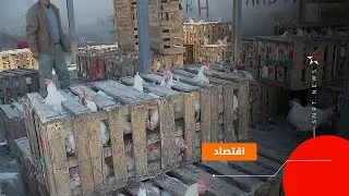 سوق الدجاج في الدارالبيضاء.. مكان جديد ومعارضة للمشروع