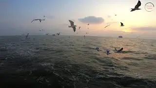Snigdha Gangchil | Seagulls | Saint Martin | Vromonik