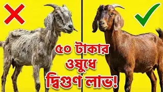 ৫০ টাকার ওষুধে হাজার টাকার লাভ! ছাগল মোটাতাজাকরণের গোপন ফর্মুলা ২০২৬