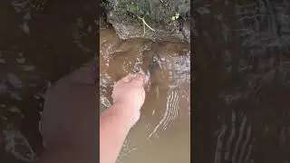 Mancing Belut Di Selokan Dekat Rumah Ada Belutnya