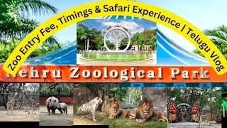 Nehru Zoological Park Hyderabad 🦁 | Zoo Entry Fee, Timings & Safari Experience |Telugu Vlog #youtube