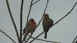 Carpodacus mexicanus/ camachuelo mexicano/ house finch