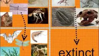 Fossils disprove evolution Hoky Poky
