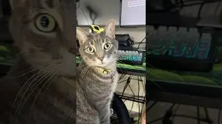 A Cat's Review of Epomaker x Aula 75  #commissionsearned  #mechanicalkeyboard #cat  #gaming  #tech