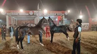 भारत के टॉप मारवाड़ी घोड़ों के शानदार और नामी बच्चे हुए आमने - सामने Hanumangarh mela 2025#views 