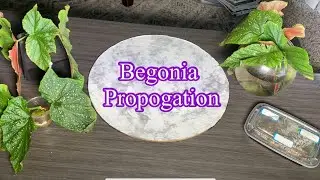 Begonia Propogation UPDATE | PROP BOX | Potting up | Water Propogation | #houseplants