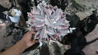 Big Group Cats eating raw fish - Hungry Cats Eating Raw fish | The Gohan Dog And Cats