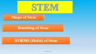 Morphology Of Stem د. منى سمير