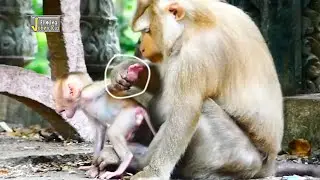 My God, Mommy ALLY p-u-lls cute baby monkey ALBERT's hand to stop from moving so active baby smarter