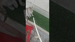 cat lovers 💓 || animal lovers #youtubeshorts #funny #shorts