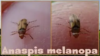 Anaspis melanopa - (Forster, 1771) - (Scraptiidae) - 04/2017