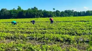 🍉Cosecha de Sand&iacute;a en Princeton NC🍉