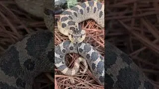 Loud Hiss, Cranky Hognose!
