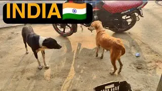 Indian Street Dogs का मिलन &ndash; Village Life Vlog 🇮🇳🐕#rural 