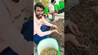 Cutting Se easily Fruit Plant Grow karke kese lagaye#fruitplant #terracegardening #soilmix #ytshorts