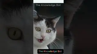 Fakta Menari Kucing