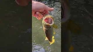 Ловля трофейной Форели! #troutfishing #browntroutfishing #форельрыбалка