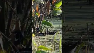 Wood Ducks jump for Thalia leaves