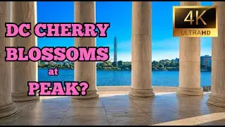 Touring the Tidal Basin: A Journey Through Cherry Blossoms in DC